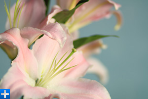兴发xf(中国区)游戏有限公司